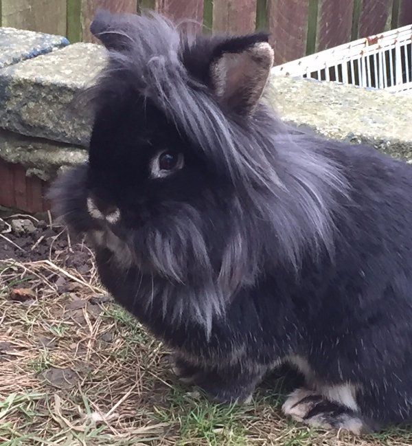 A fluffy black rabbit